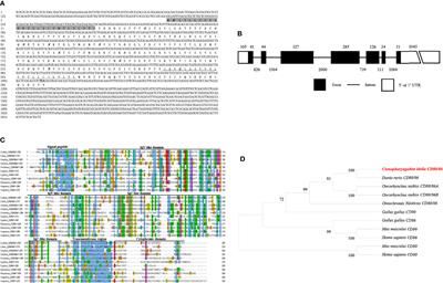 Molecular and Functional Analyses of the Primordial Costimulatory Molecule CD80/86 and Its Receptors CD28 and CD152 (CTLA-4) in a Teleost Fish